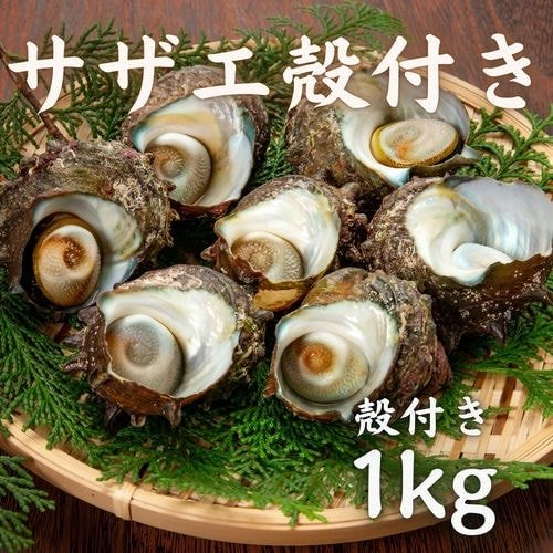 豊洲市場直卸海鮮通販サザエ 殻付き 1kg